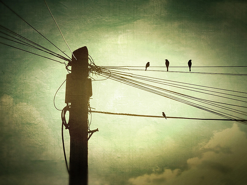 A Bird on a Wire – Law of Power Position